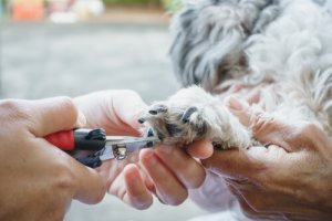 Como cortar as unhas de um cachorro de forma segura