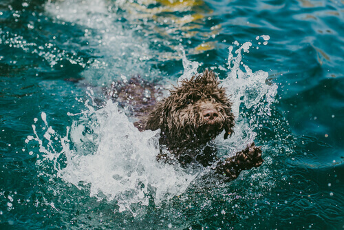 Cão de água nadando