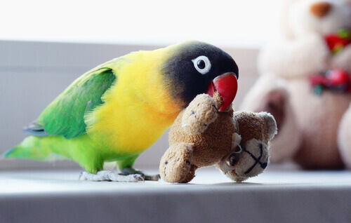 Pássaro com brinquedo no bico
