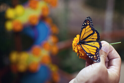 criação de borboletas