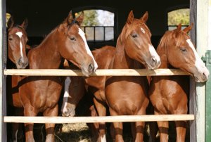 Criação de cavalos: conselhos e considerações