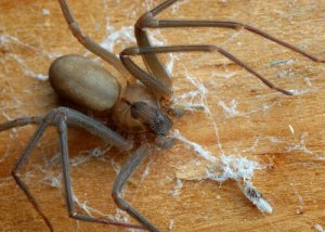 Aranha-marrom: tome cuidado com essa espécie