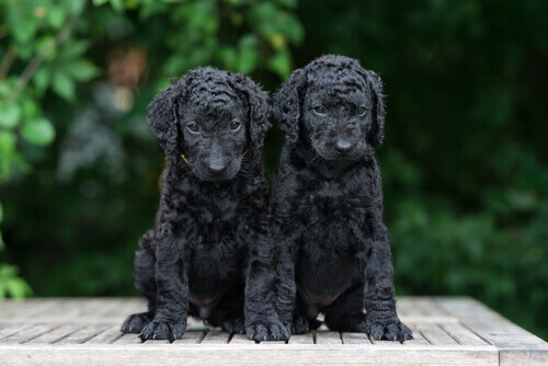 curly coated retriever, cobrador de pelo encaracolado