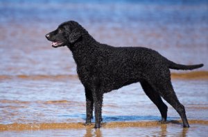 Curly Coated Retriever: um retriever de pelo encaracolado