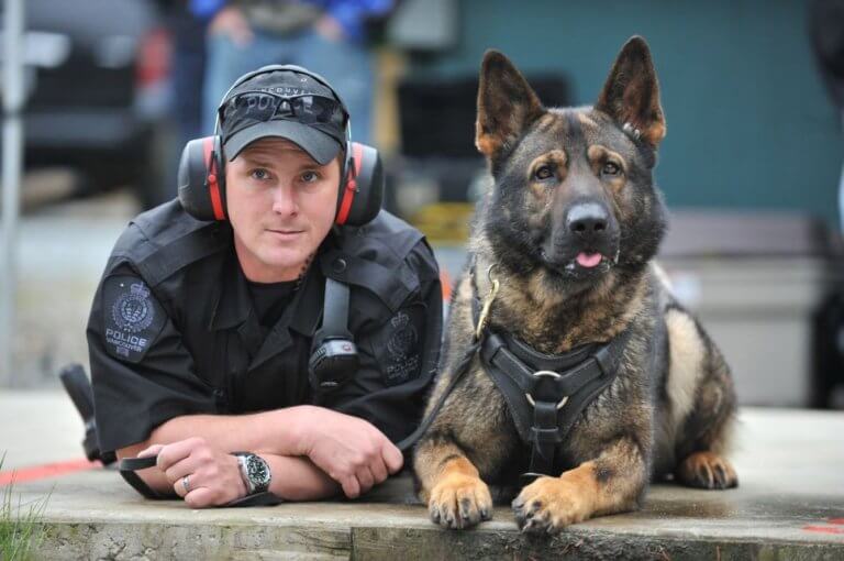 cão policial