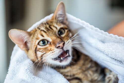 Gato envolvido em toalha