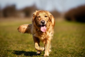 Displasia de cotovelo nos cães: causas, sintomas e tratamento