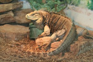 Doenças das iguanas