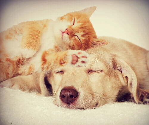 Cachorro e gato dormindo juntos