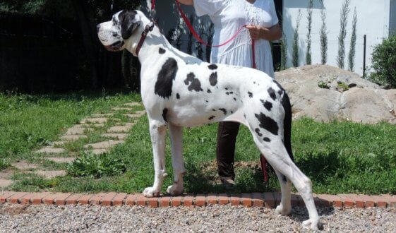 Cão propenso à Síndrome de Wobbler