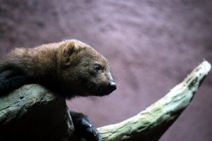 Características da Doninha: comportamento e habitat