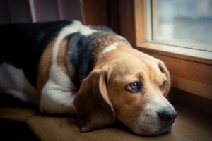 Cães com câncer: como controlar a dor dos animais