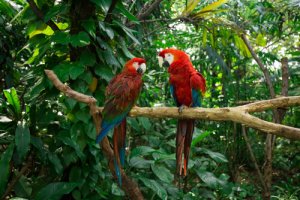 Enriquecimento ambiental para papagaios
