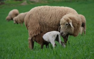 O que é enriquecimento ambiental?