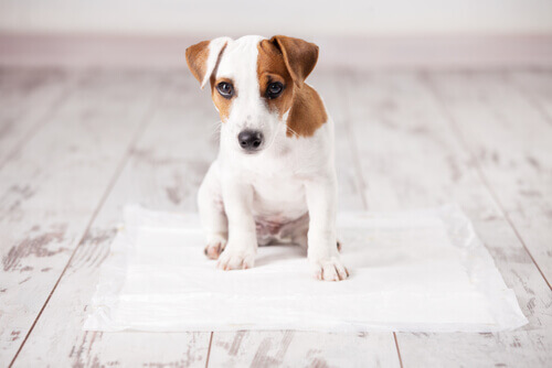 Filhote de cachorro sobre tapete higiênico