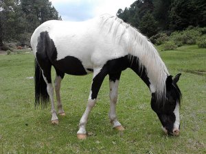 Como escolher um cavalo?