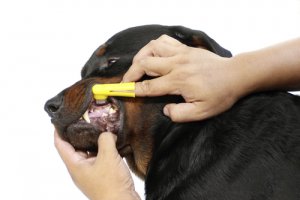 Como cuidar da arcada dentária do cão