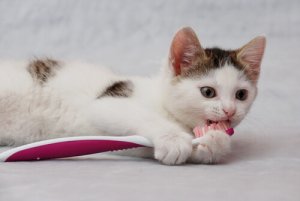 Como manter a higiene bucal de seu gato?
