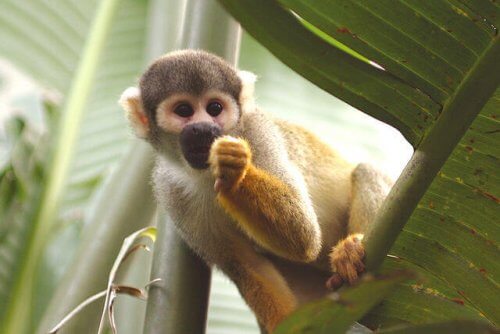 Macaco numa folha de palmeira