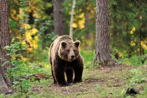 urso-pardo na floresta