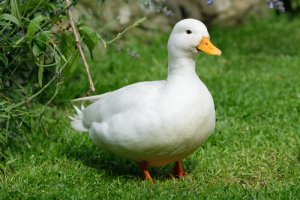 Cuidados básicos com os patos: conheça alguns