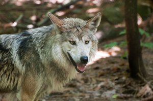 Fazendeiros e lobos: ordenando a convivência