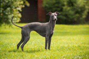 Tipos de galgos: conheça 7 cães dessa raça veloz