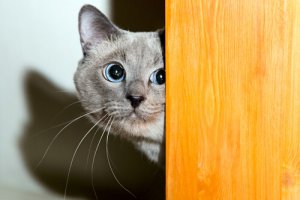 Como ganhar a confiança de um gato?