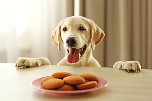 Cachorro diante de um prato com biscoitos