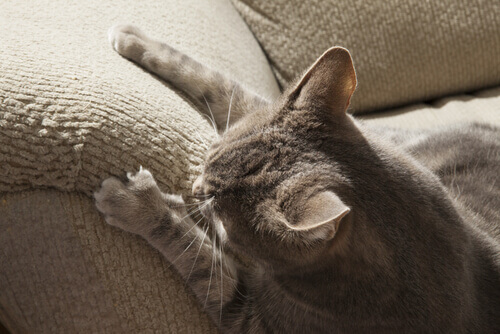 Gato arranhando sofá