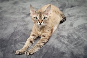 Gatos do grupo IV: classificação da FIFe