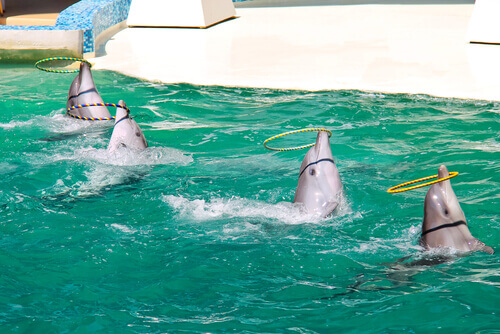 golfinhos fazendo malabarismo
