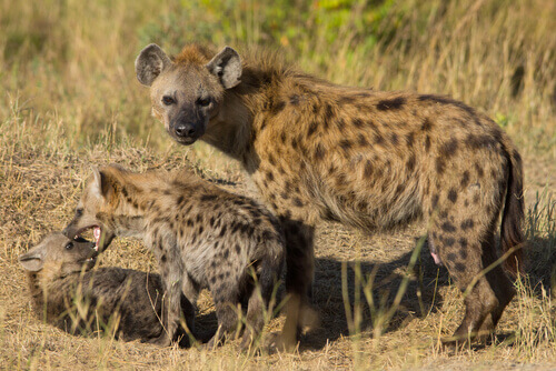 hiena e filhotes