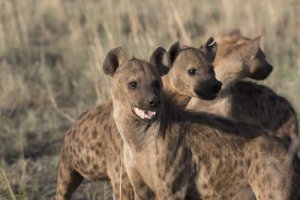 Hiena: características, comportamento e habitat