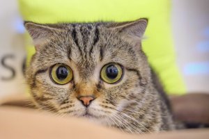 Hipertensão em gatos: quando seu pet tem pressão alta