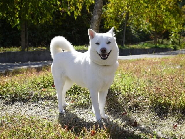 Cachorro branco Hokkaido