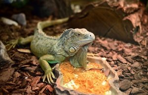 Cuidados básicos com uma iguana