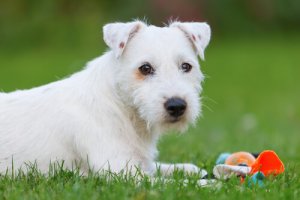 Saiba mais sobre a insuficiência mitral em cães