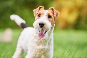 Insulinoma em cães