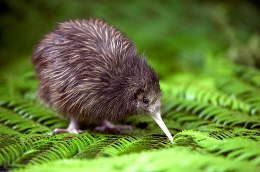 Kiwi: uma ave sem asas 