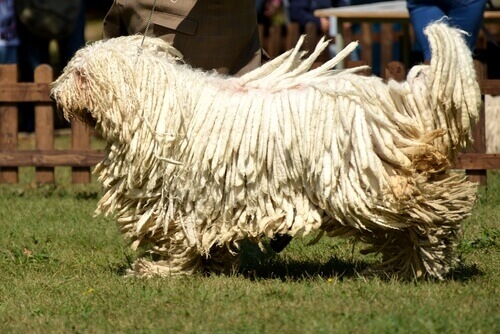 Conheça o Komondor