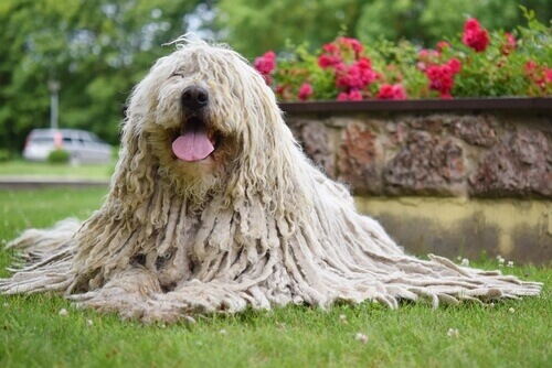 CaracterÃ­sticas do Komondor: conheÃ§a esse cÃ£o pastor