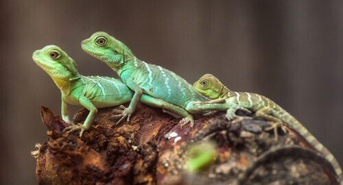 Um animal de estimação curioso: o lagarto