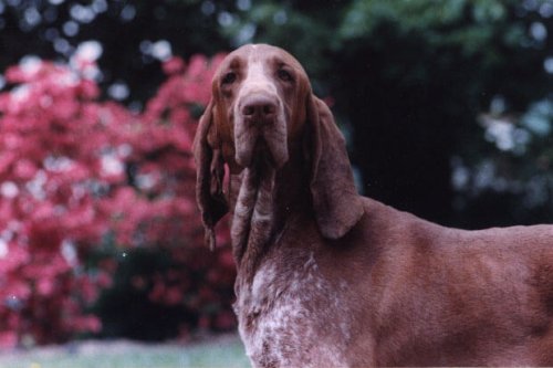 ConheÃ§a o lendÃ¡rio Braco Italiano