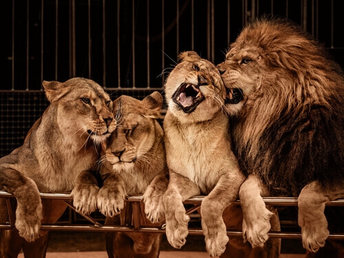 Leão e leoas