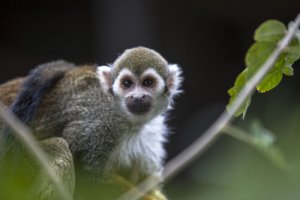 Macaco de estimação: é possível ter um?