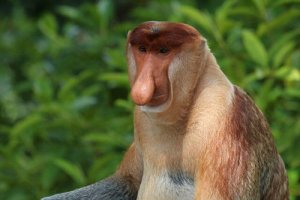 8 espécies de macacos: quais você conhece?