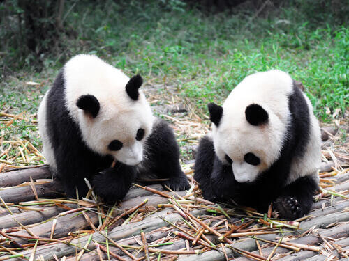 Ursos panda comendo bambu
