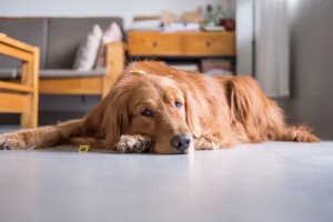 Neoplasia cardíaca em cães, conheça essa rara doença