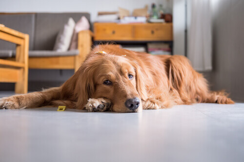 Neoplasia cardíaca em cães, conheça essa rara doença